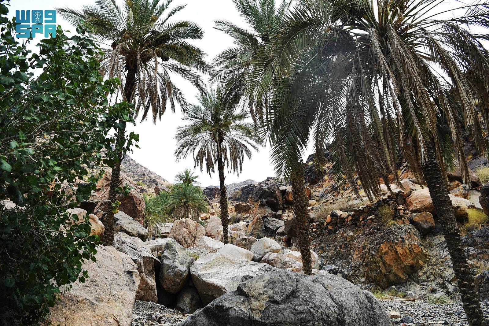 Al-Figrah Trip